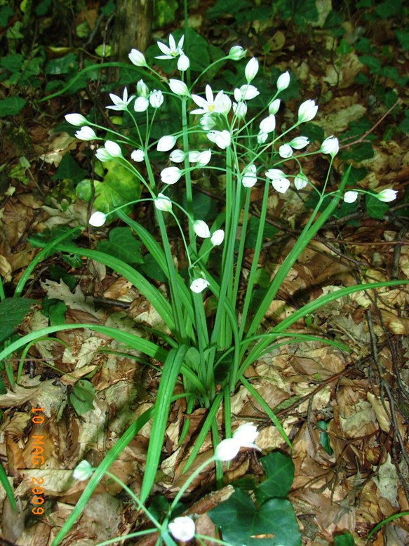 Liliacea - Allium pendulinum
